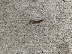 Leidyula floridana