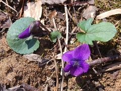 Viola triloba