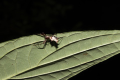 Micrathena nigrichelis