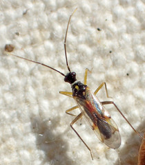 Tupiocoris