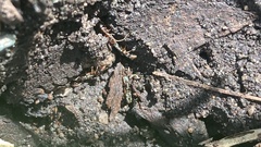 Ponera pennsylvanica