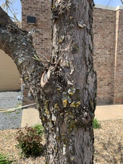 Pistacia chinensis