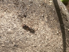 Ponera pennsylvanica