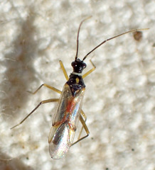 Tupiocoris