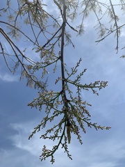 Pistacia chinensis