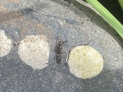 Ponera pennsylvanica