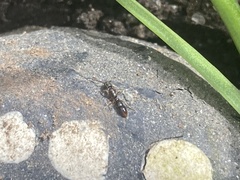 Ponera pennsylvanica