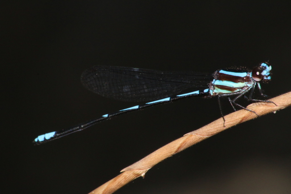 Palaiargia melidora
