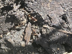 Ponera pennsylvanica