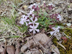 Silene caroliniana