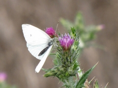 Pieris rapae