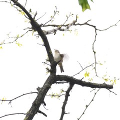 Phylloscopus collybita