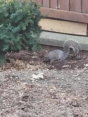 Sciurus carolinensis