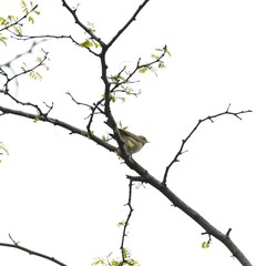 Phylloscopus collybita