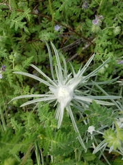 Tetradymia comosa