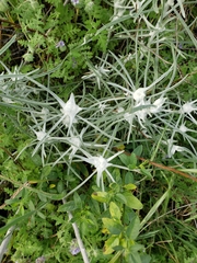 Tetradymia comosa