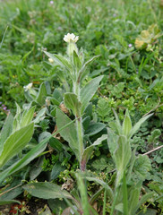 Silene latifolia