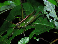 Agriacris basalis