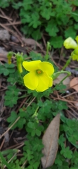 Oxalis pes-caprae