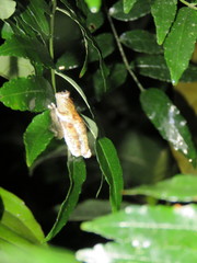 Dendropsophus acreanus