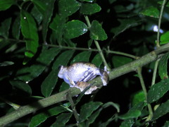 Dendropsophus acreanus