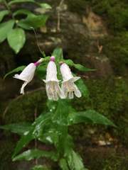 Penstemon smallii