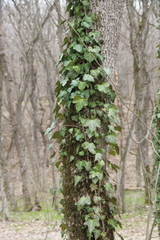 Hedera caucasigena