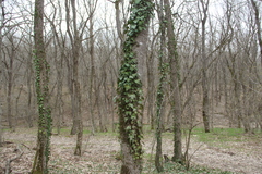 Hedera caucasigena
