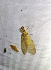 Protohermes yunnanensis