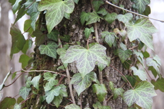 Hedera caucasigena