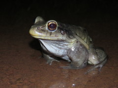 Leptodactylus vastus