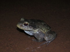 Leptodactylus vastus