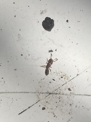 Ponera pennsylvanica