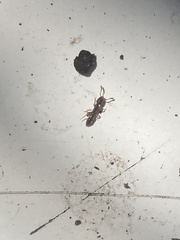 Ponera pennsylvanica