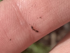 Ponera pennsylvanica