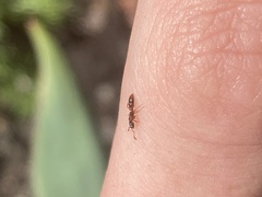 Ponera pennsylvanica