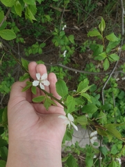 Prunus