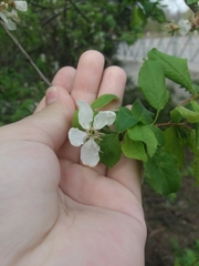 Prunus