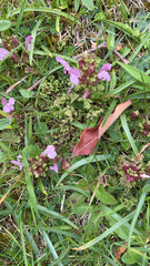 Pedicularis sylvatica