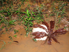 Leptodactylus vastus