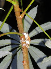 Dendropsophus acreanus