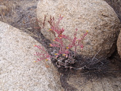 Dudleya saxosa