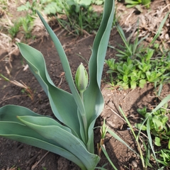 Tulipa