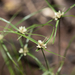 Low Spikesedge - Photo (c) dogtooth77, some rights reserved (CC BY-NC-SA)