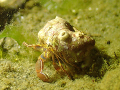 Elassochirus tenuimanus