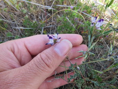 Astragalus rattanii jepsonianus