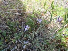 Astragalus rattanii jepsonianus