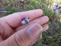 Astragalus rattanii jepsonianus