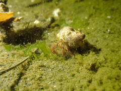 Elassochirus tenuimanus