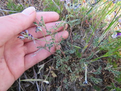 Astragalus rattanii jepsonianus
